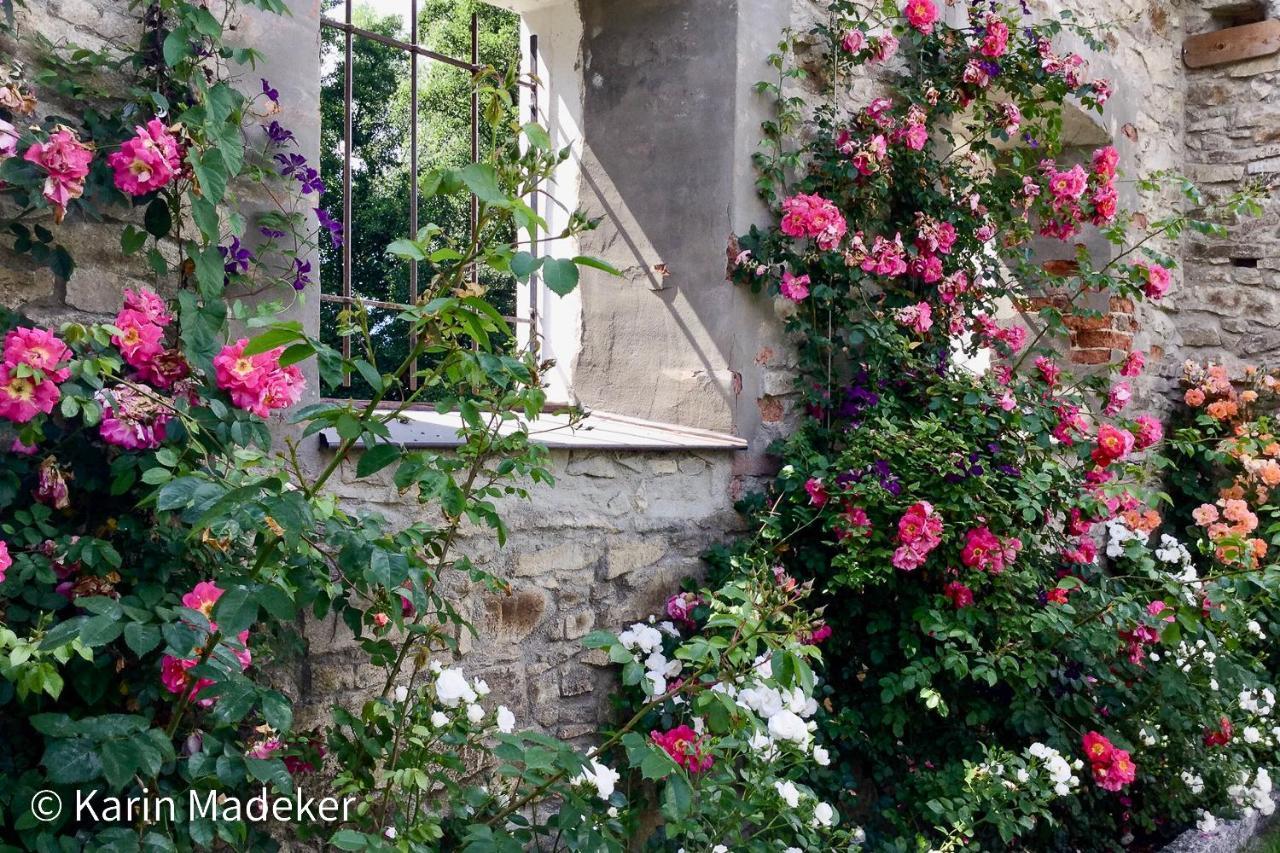 Design Ferienwohnung Mit Bauerngarten Waldkirchen Exteriör bild
