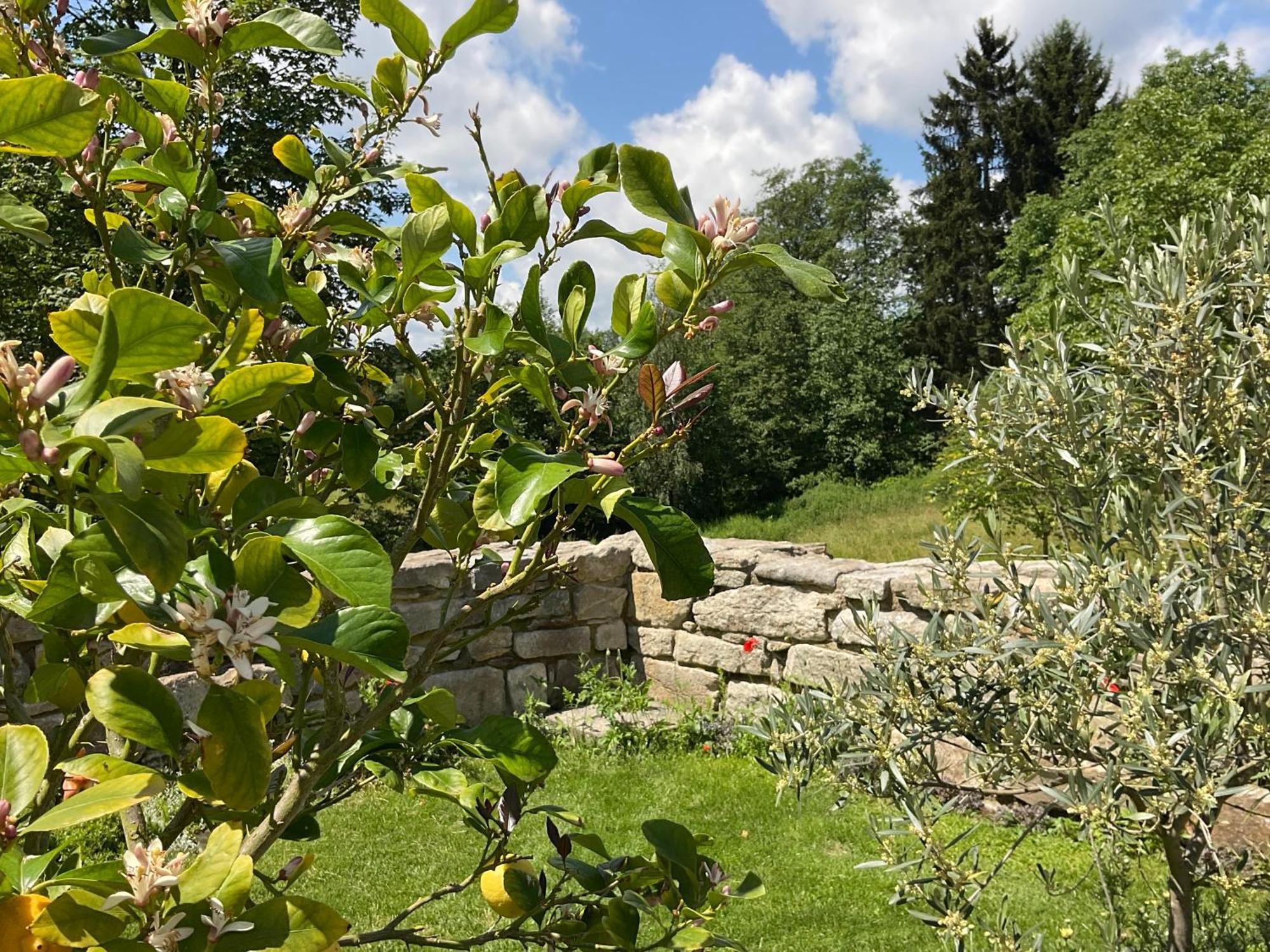 Design Ferienwohnung Mit Bauerngarten Waldkirchen Exteriör bild